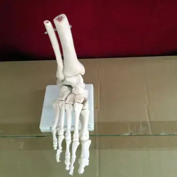 Модель скелета сустава стопы модель скелета человека модель скелета подошвы